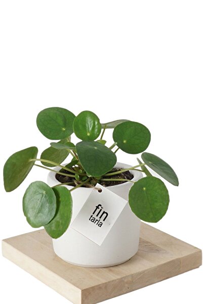 Genel Markalar Pilea Çin Para Çiçeği Fidanı 10-20 cm