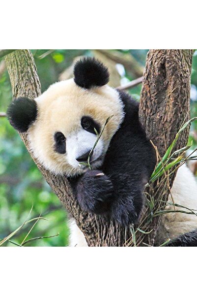 RAVENSBURGER Puzzle Panda, Leu Si Tigru, 3X49 Piese