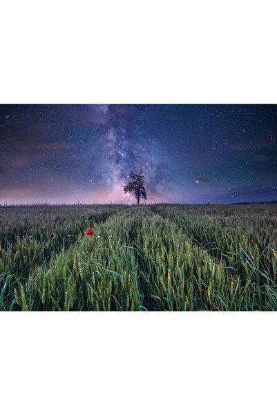 RAVENSBURGER - Puzzle field and stars 1500 pieces