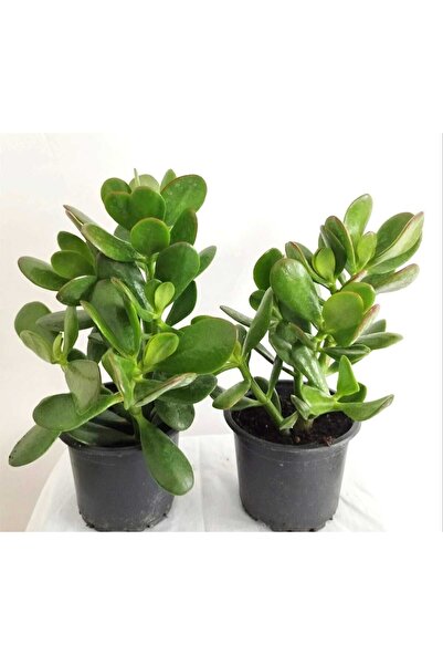 Genel Markalar Crassula Ovata Yeşim Bitkisi Para Ağacı Şans Bitkisi 2 Adet