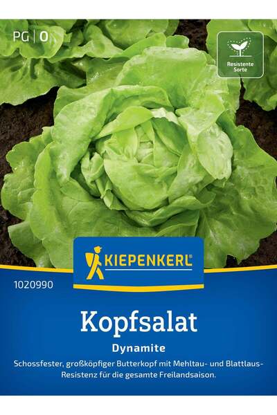 Kiepenkerl Seminte salata capatana Dynamite – frunze crocante si textura ferm...