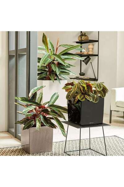 Lechuza CUBE Premium Self-Watering Planter 30, 12 L, Metallic Black