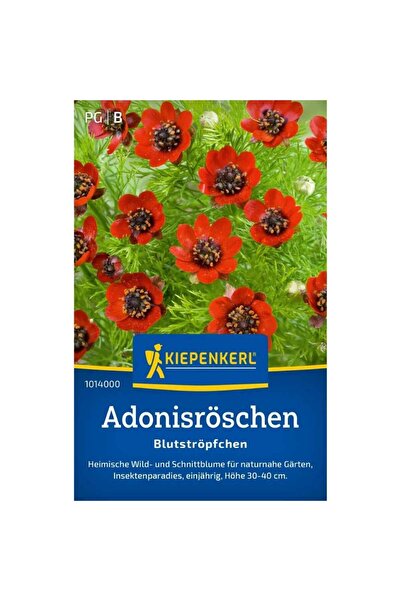 Kiepenkerl Seminte de adonis – varietate Blutstropfchen, flori rosii vibrante...