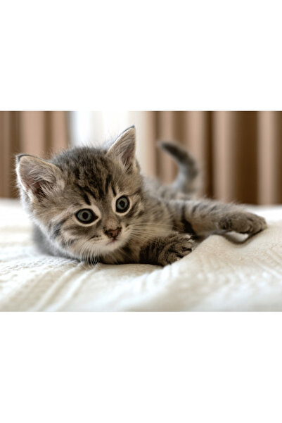 OEM Fleece blanket Kitten 100 x 140 cm