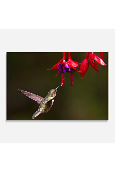 Arthub Kitchen Glass Panel, Stove Protection, Heat Resistant, Flowers, Exotic Flower Bird