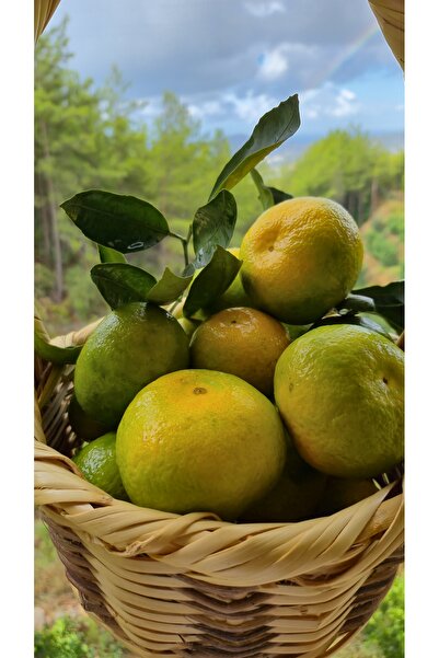 Avoda Market Alanya Mandalinası - Tatlı - 3 Kg (Bahçeden Taze)