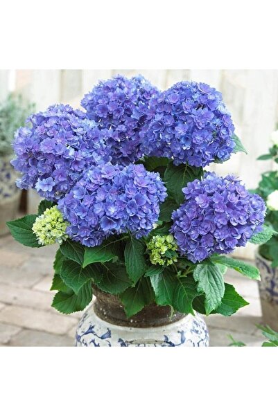 Mimoza Canlı Ortanca Çiçeği Fidanı Koyu Mavi 10-20 cm