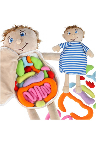 Ikonka Educational plush doll for children, human torso anatomy, boy model, size 48 x