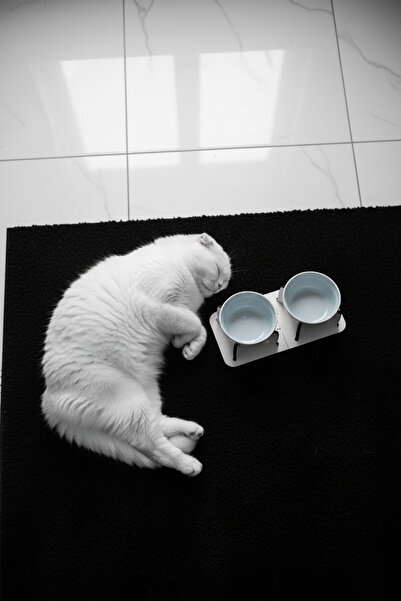 GOBYPET Ahşap Ayrılabilir Tabanlı 2'li Mama ve Su Kabı