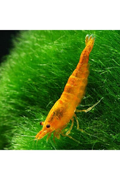 İthâl Bitki Turuncu Sakura Karides 10 Adet