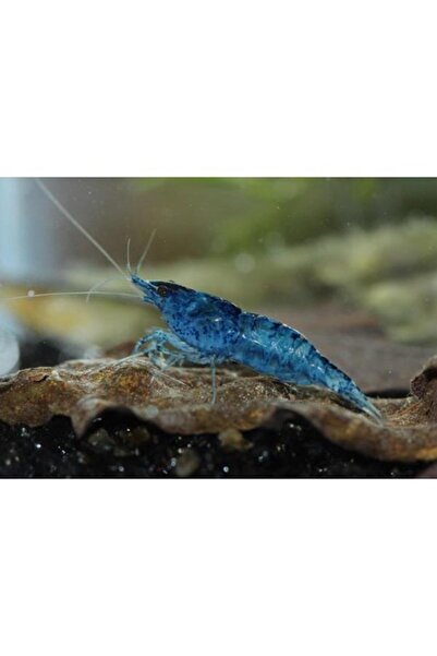 İthâl Bitki Mavi Melek Karides 10 Adet