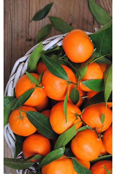 TROPİKYUM MANDALİNA 4 Kg Taze Hasat Yerli Mahsul