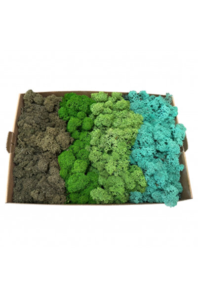 FantezieCuLicheni Σταθεροποιημένη βρύα, Polar, 500γρ, 4 χρώματα πράσινο