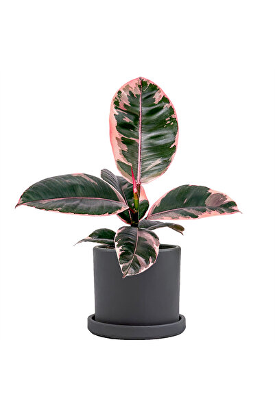 Fidanburada Pembe Alacalı Kauçuk Mini (Ficus Elastica Belize) Ruby Antrasit S...