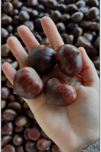 İkizler Yeni Sezon Yerli Kestane Orta Boy 1000 gr. Çiğ Kestane