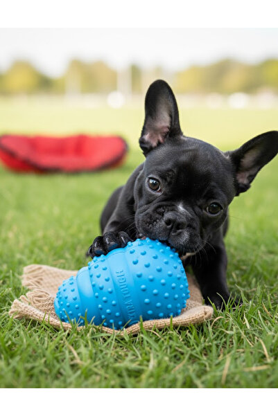 Evendi Dog toy, Blue
