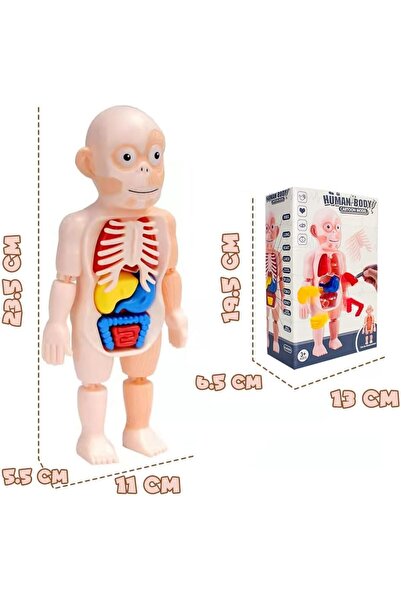 UKR Human Body Parts Assembly Set - 13 Piece Removable Anatomy Model