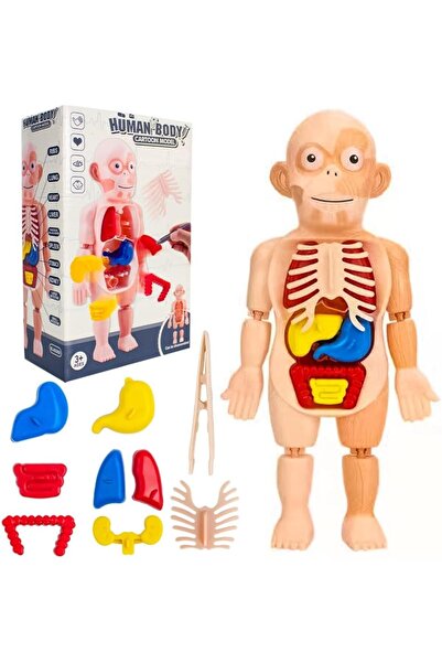 UKR مجموعة تجميع أجزاء جسم الإنسان - نموذج تشريحي قابل للإزالة من 13 قطعة