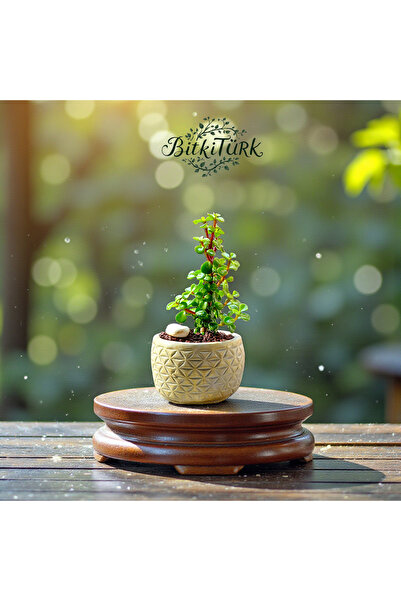 BitkiTÜRK Beton Saksıda İthal Afra Yeşim Ağacı bonsai