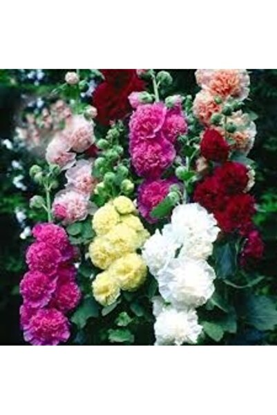 Köy Tohumları 100 Adet Tohum Krışık Renkli Doğal Hatim Hatim Çiçeği Tohumu Gü...