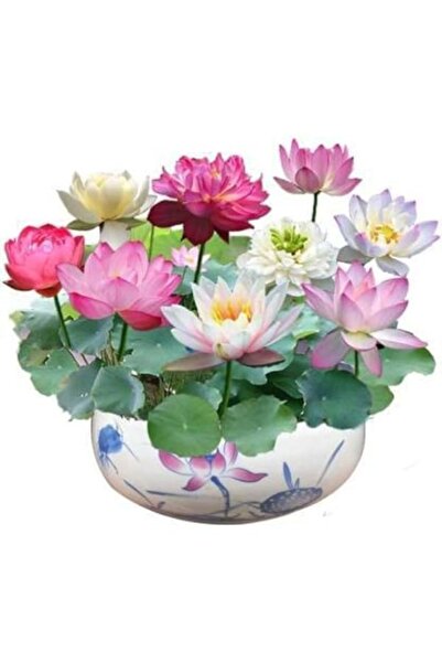Tohumcumm 5 Adet Tohum Nadir Katmerli Bodur Karışık Lotus Çiçeği Tohumu Japon...