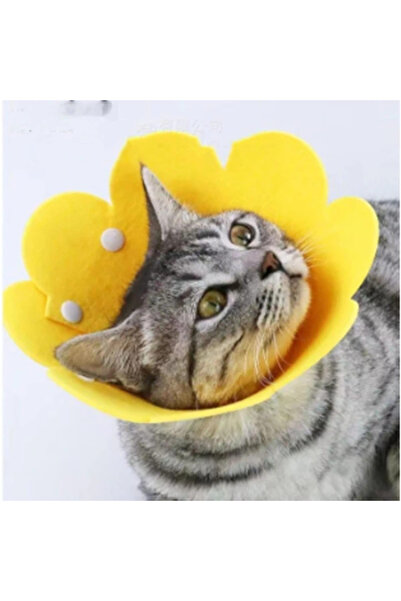 lowell home Pet m Size Felt Elizabeth Collar