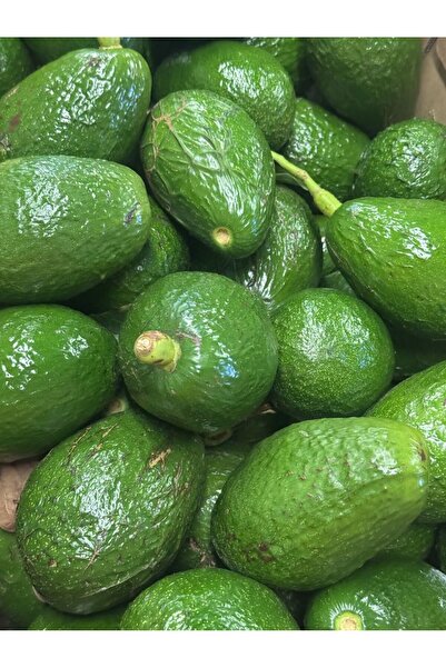 TROPİKYUM AVOKADO Orta Boy 2 Kg (12-14 Adet) Taze Hasat Yerli Mahsul