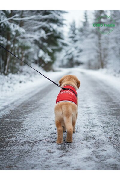 Gobo Here I Am, the Boss. I'M Wearing a Red Cat and Dog Outfit with the Text Written on It, Size Small/S/Size 1.