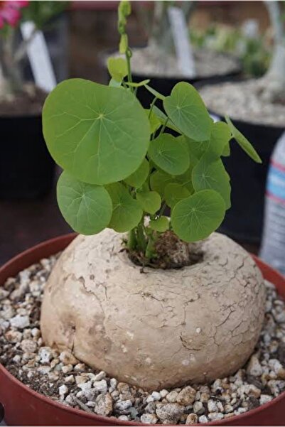 ATLANTE CACTUS CAUDICIFORM Adenia Adenia Viridiflora – Olgun Kaudeks Formlu K...