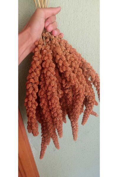 shop PREMİUM BOY Yeni Mahsul Kızıl Dal Darı 1KG 1. Kalite(AÇIKLAMA OKUYUNUZ) ...