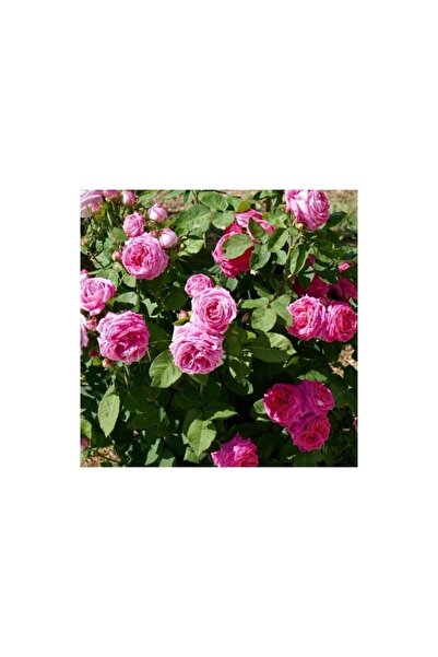 Mimoza Yoğun Kokulu Reçellik Yediveren Isparta Gülü Fidanı 10-20 cm