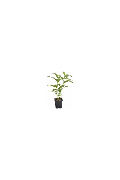 Mimoza Parfüm Çiçeği Akşam Sefası Melisa Fidanı 10-30 Cm