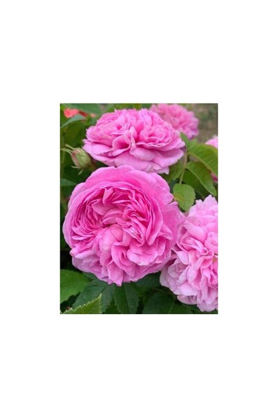 ruzgarbotanik Isparta Gülü Fidanı 10-20 cm