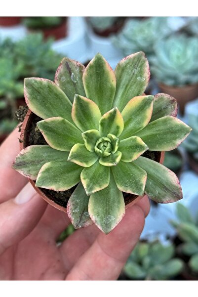SukuLand Aeonium bronze medal variegata koleksiyonluk özel tür sukulent 10cm ...