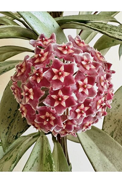 PLANT Hoya Pubicalyx Silver Ghost Mum Çiçeği