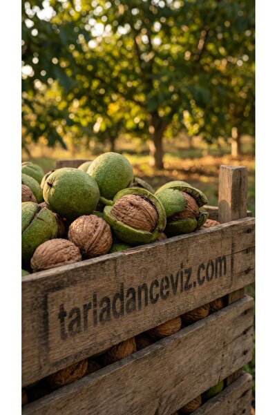 Tarladan Tarım Yeni Mahsül Kabuklu Chandler Ceviz 5KG