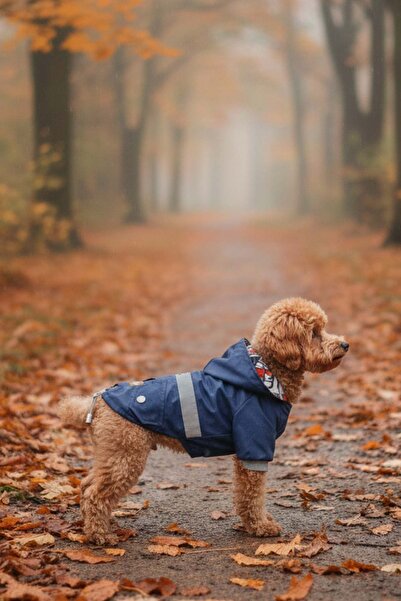 salya store Indigo Waterproof Small Breed Dog Raincoat