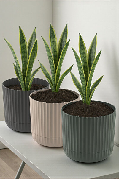 TEMMUZ HOME Zeraf Saksı No:3–3 Adet 4.6 Litre Tabaklı Masa veSehpa Üzeri Saks...