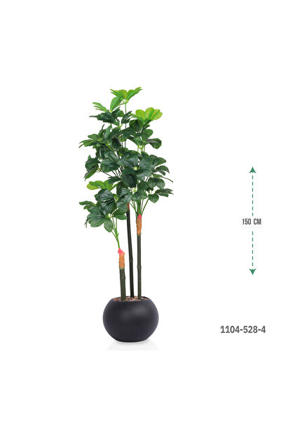 co arma Schefflera tree, 3 stems, 150cm plastic pot