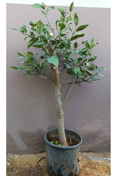 Uzunlar Fidancılık MAYER LİMON AĞACI BODUR