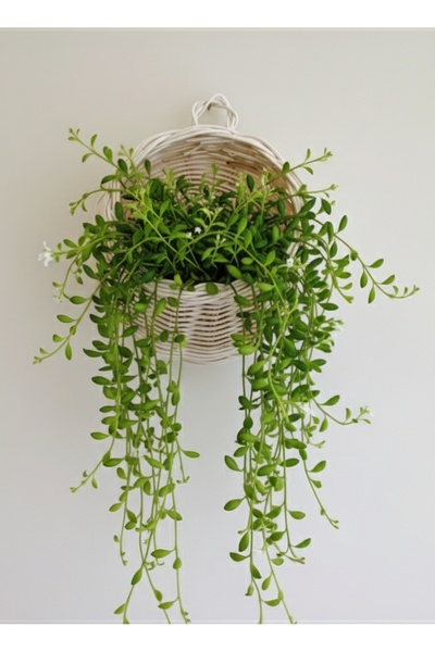 Ebruli Rattan Duvar Sepeti (23 cm x 23 cm )