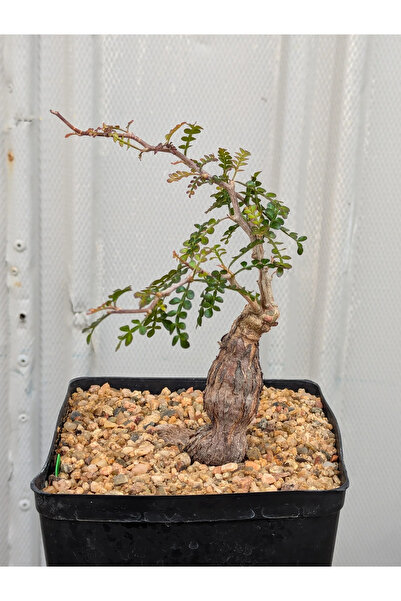 ATLANTE CACTUS OPERCULICARYA PACHYPUS Operculicarya pachypus – Premium Kaudek...