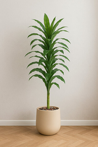 SADANHOME Corn plant in the middle of a plastic pot - 155 cm