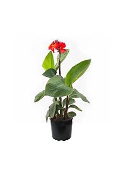 Mimoza Canna İndica Kana Zambağı Tespih Çiçeği 30-60 cm