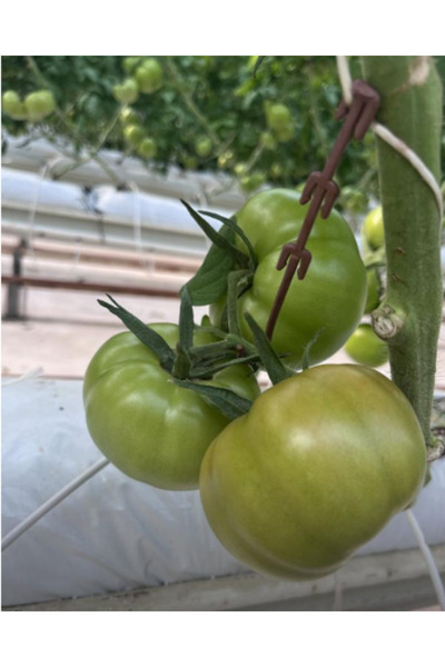 Topraksız Market Salkım Tutucu J Baston 1000 Adet – Domates Salkım Destek Kan...