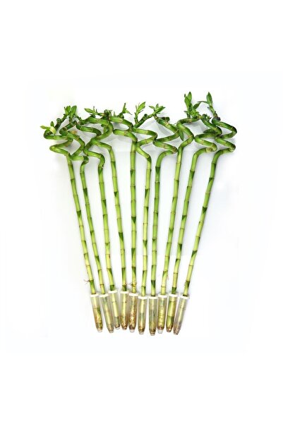 gardenkoala Şans Bambusu – Dracaena Lucky Bamboo 40 cm (7 Adet)