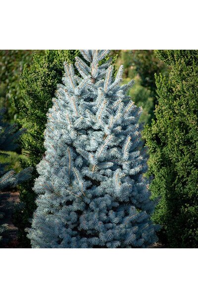 Outdoor Plant Silver-Blue Spruce (Picea pungens) 'Super Blue' - Christmas Tree