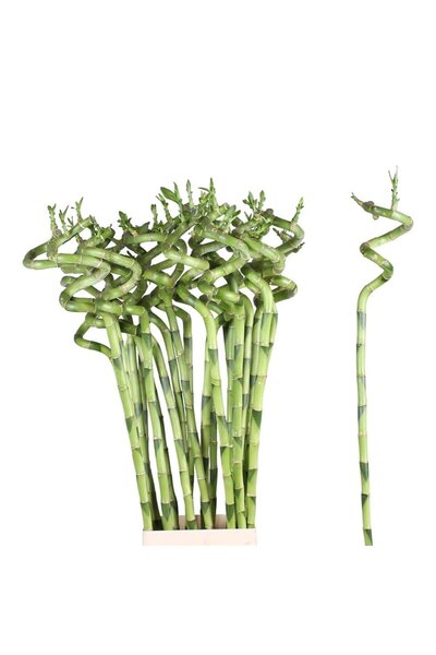 Indoor Plant Lucky Spiral Bamboo (Dracaena sanderiana) – 100 cm, decorative indoor Feng Shui plant