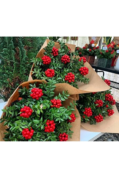 Ayflowers Kokina Çiçeği - (Canlı) - Yılbaşı çiçeği buketi 1 demet ( 6 dal)