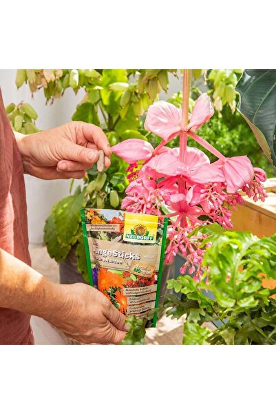 NEUDORF Azet fertilizer sticks for citrus & Mediterranean plants, 40 pcs, Neudorff